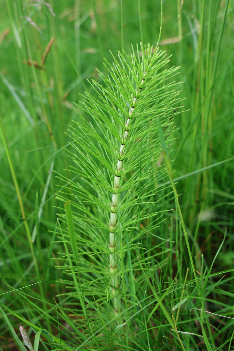 Field Horsetail, Winterburn Reservoir, North Yorkshire